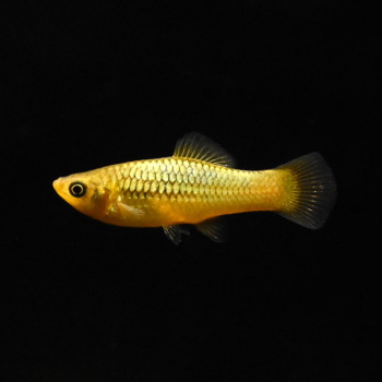 Papageienplaty, Xiphophorus variatus